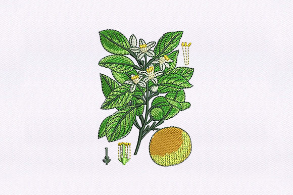 Floral Vines Orange Review: A Designer’s Take on This Creative Fabrica Embroidery File